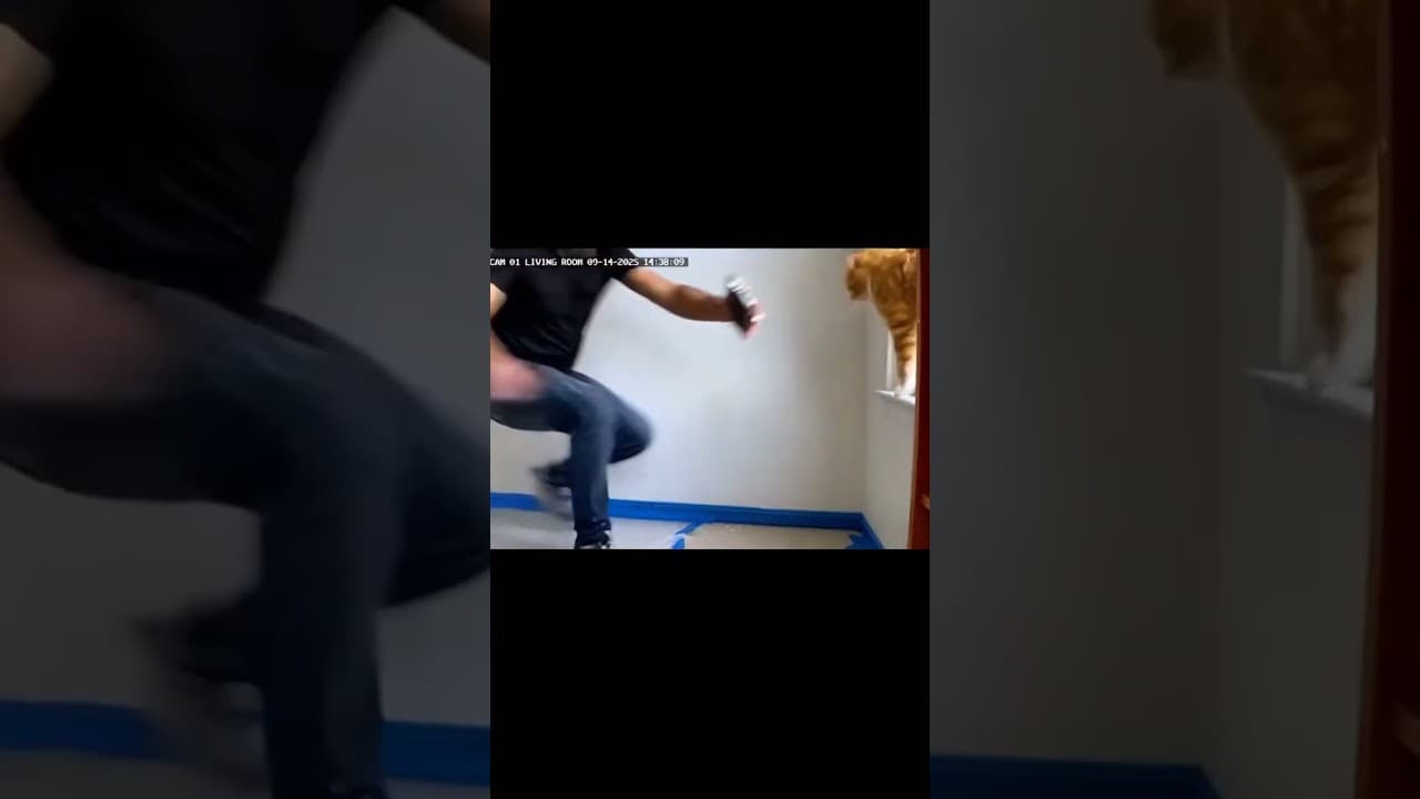 Freshly Painted Wall vs My Cat — Cat Won 🎨🐱