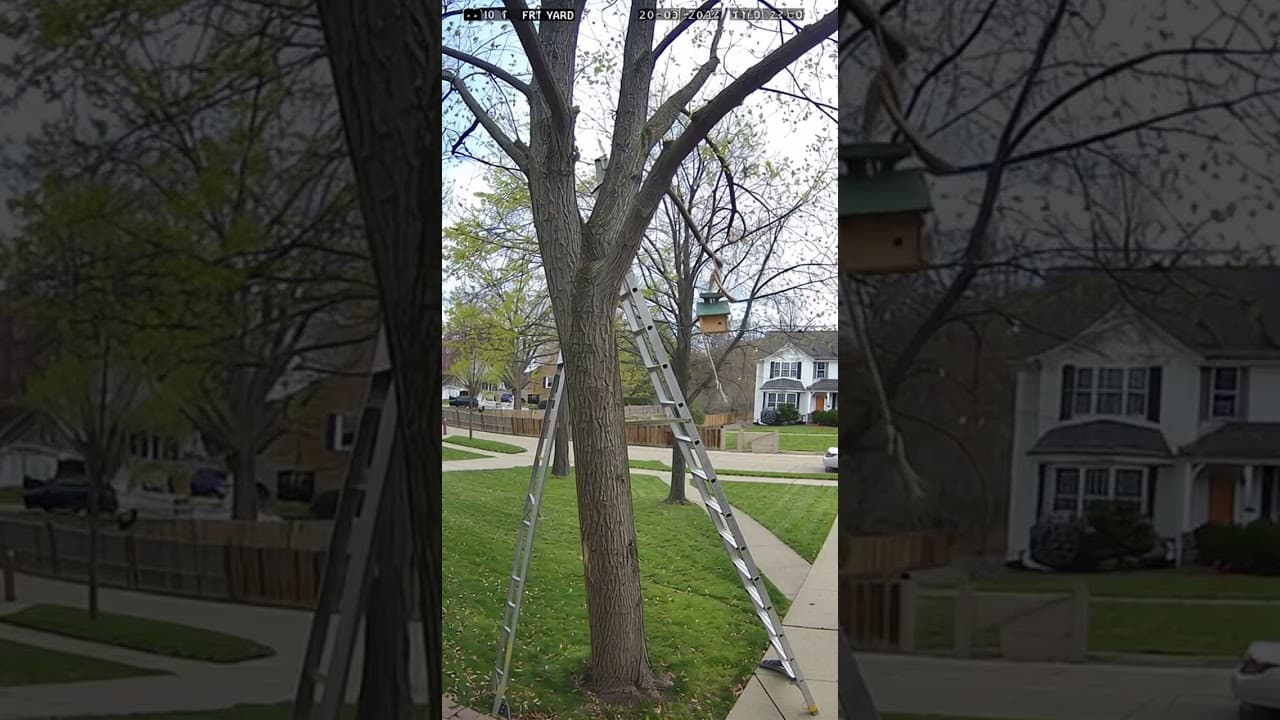 Tried to Hang a Birdhouse and the Tree Catapulted Me 🐦😱