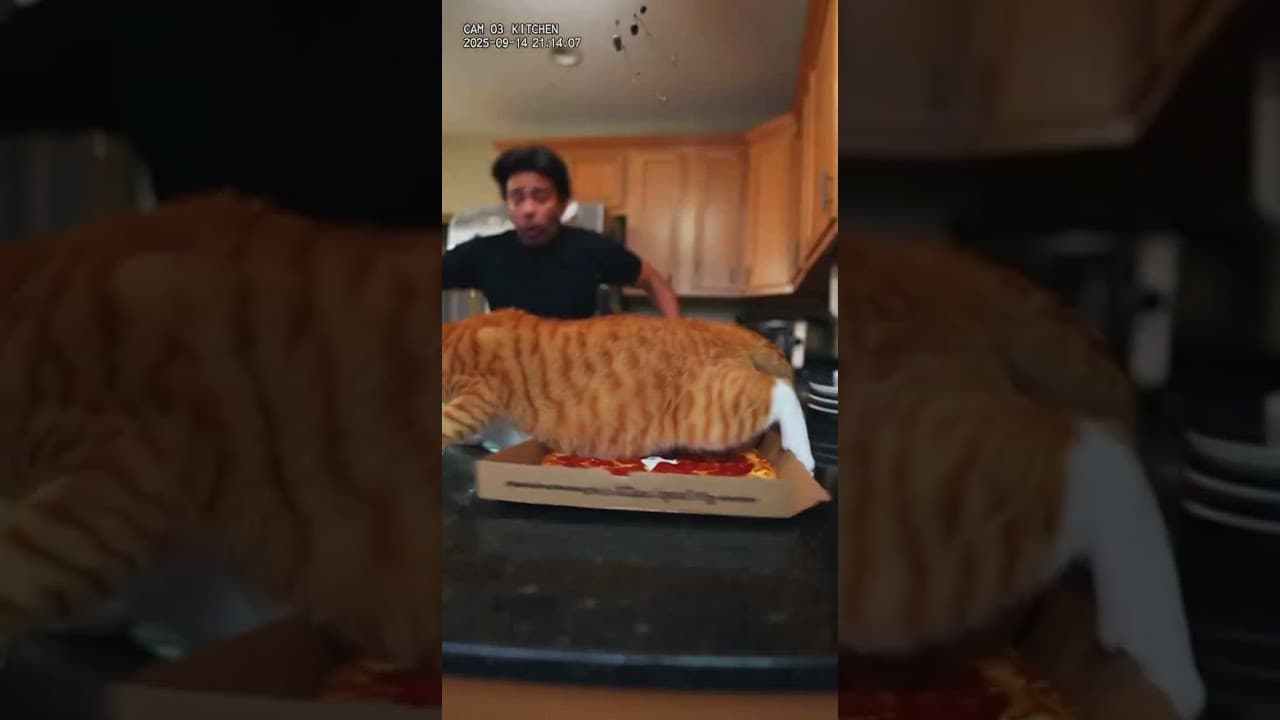 My Cat Activated the Ceiling Fan and Destroyed Pizza Night 🍕🐱🌪️