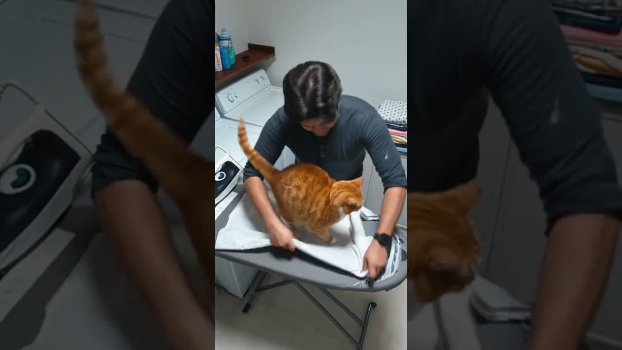 My Cat Destroyed My Job Interview Outfit in 30 Seconds 👔🐱