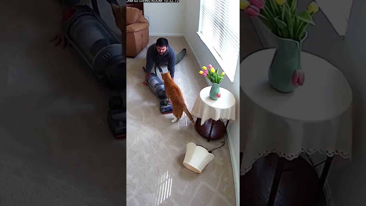 My Cat's First Time Seeing a Vacuum and He Destroyed Everything 🐱🧹💀