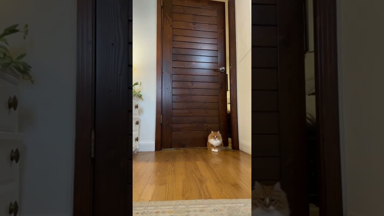 My Cat Just Glitched Through the Door! 🐈✨ | Glitch in the Matrix