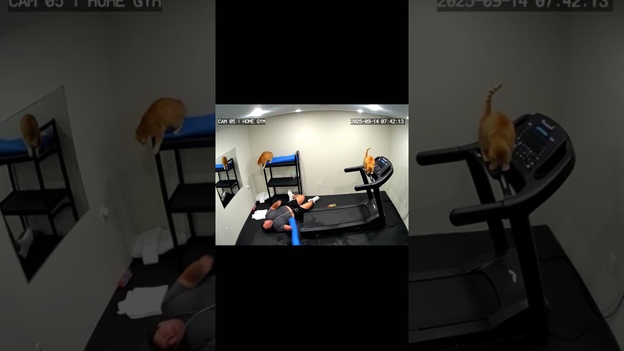 My Cat Jumped on the Treadmill Controls While I Was Running 🐱🏃💨